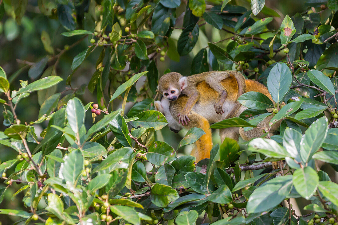 Mutter gemeine Eichhörnchenaffe (Saimiri Sciureus) mit Säugling in den Bäumen auf dem Nauta Cao, Loreto, Peru, Südamerika