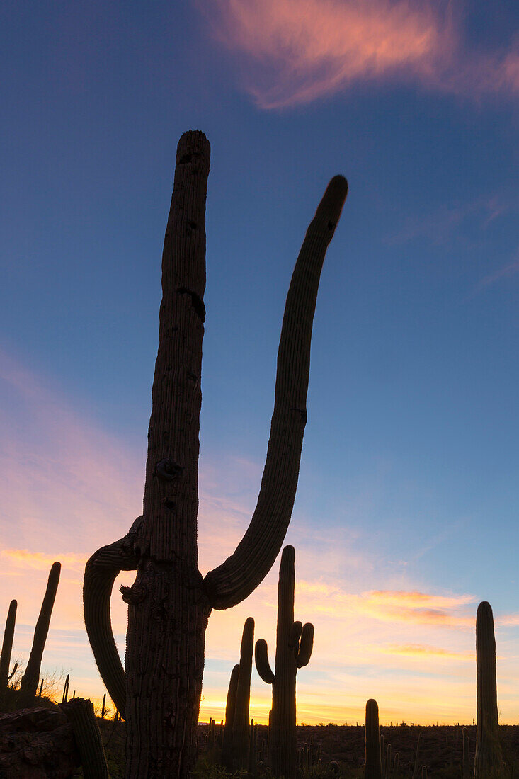 Riesen-Saguaro-Kaktus (Carnegiea gigantea), im Morgengrauen im Sweetwater Preserve, Tucson, Arizona, Vereinigte Staaten von Amerika, Nordamerika