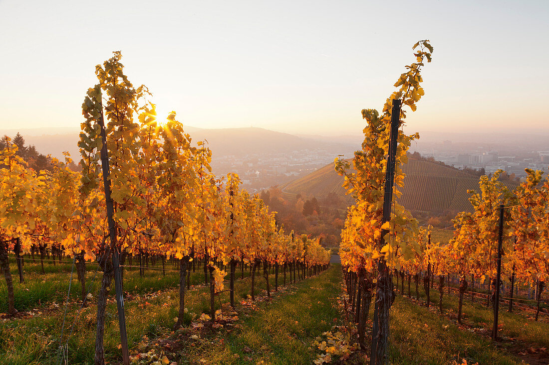 Vineyards in autumn at sunset, Stuttgart, Baden-Wurttemberg, Germany, Europe