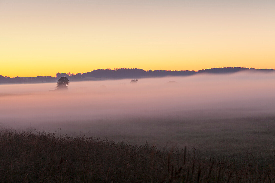 Early morning fog, landscape near Bad Buchau, Upper Swabia, Baden-Wurttemberg, Germany, Europe