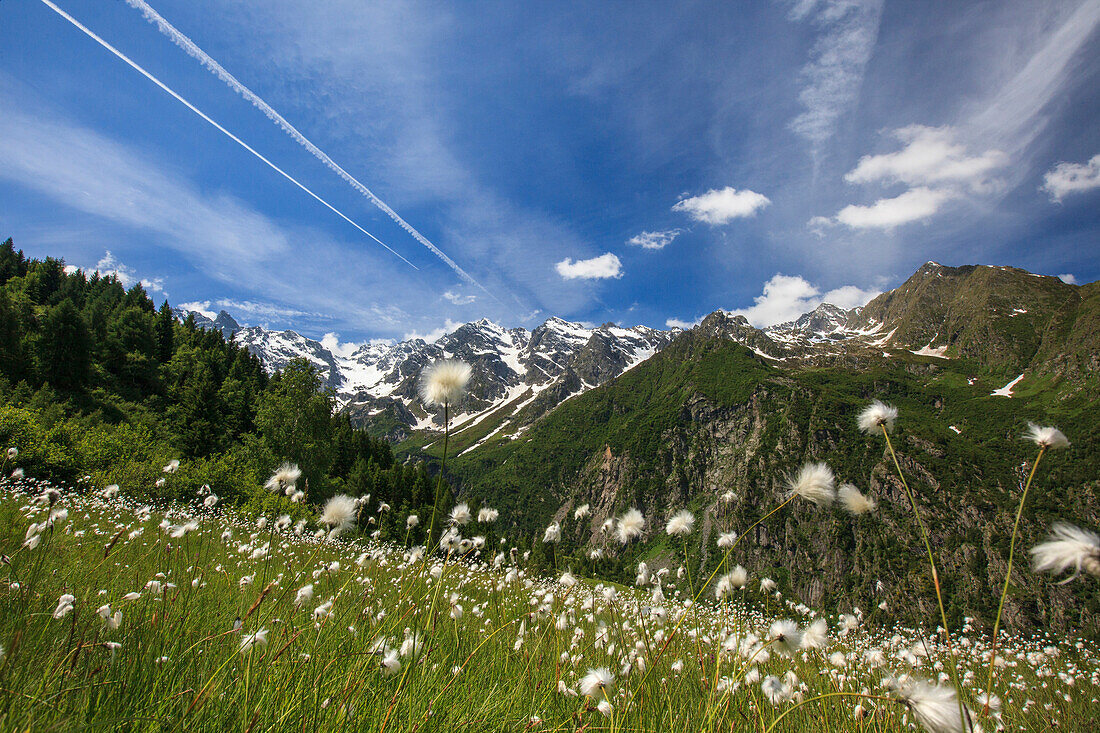 Sunny day on cotton grass surrounded by green meadows, Orobie Alps, Arigna Valley, Sondrio, Valtellina, Lombardy, Italy, Europe