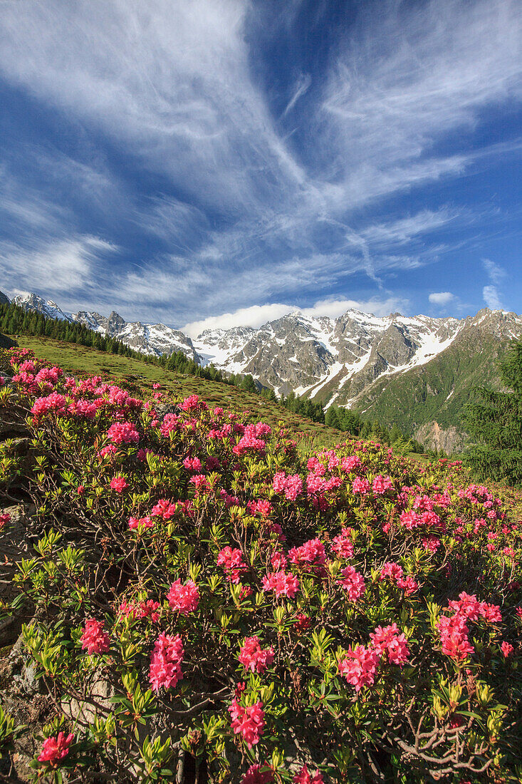 Rhododendren in voller Blüte umgeben von grünen Wiesen, Orobie Alpen, Arigna Tal, Sondrio, Valtellina, Lombardei, Italien, Europa