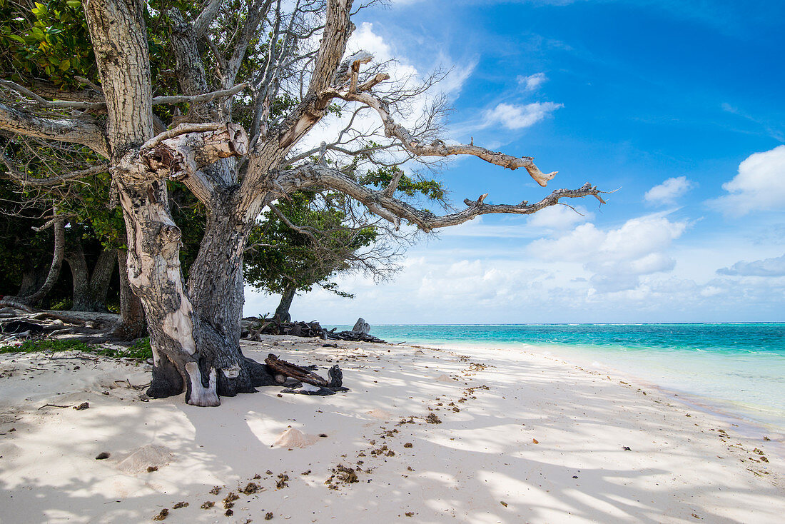 White sand and turquoise water at Laura (Lowrah) beach, Majuro atoll, Majuro, Marshall Islands, South Pacific