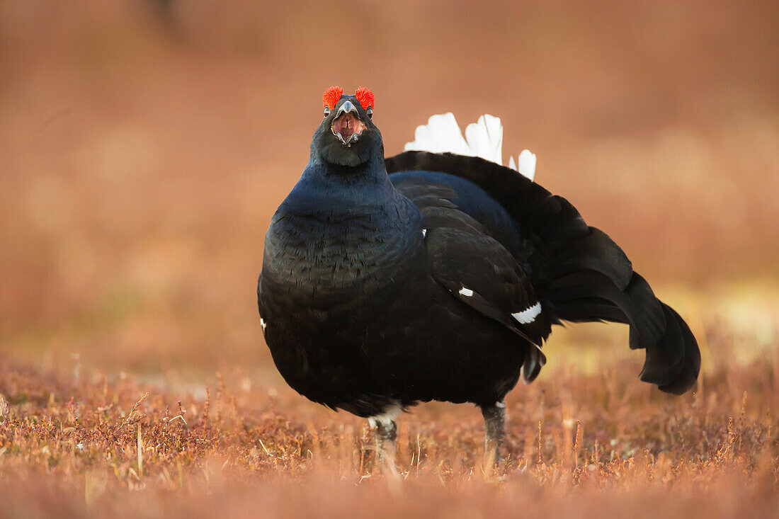 Black grouse (Lyrurus tetrix), lekking, Cairngorms, Scotland, United Kingdom, Europe