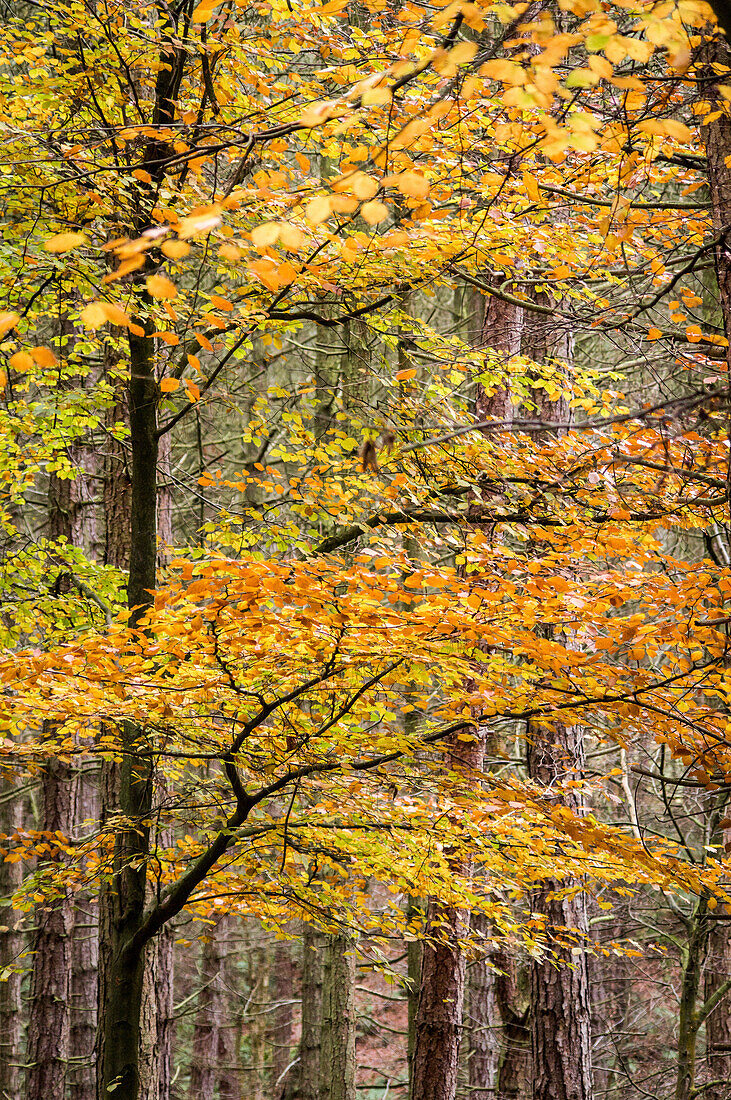 Bäume im Herbst, Gragg Vale, Calder Valley, Yorkshire, England, Großbritannien, Europa