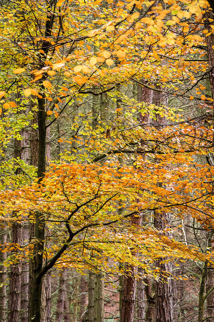 Trees in autumn, Gragg Vale, Calder Valley, Yorkshire, England, United Kingdom, Europe