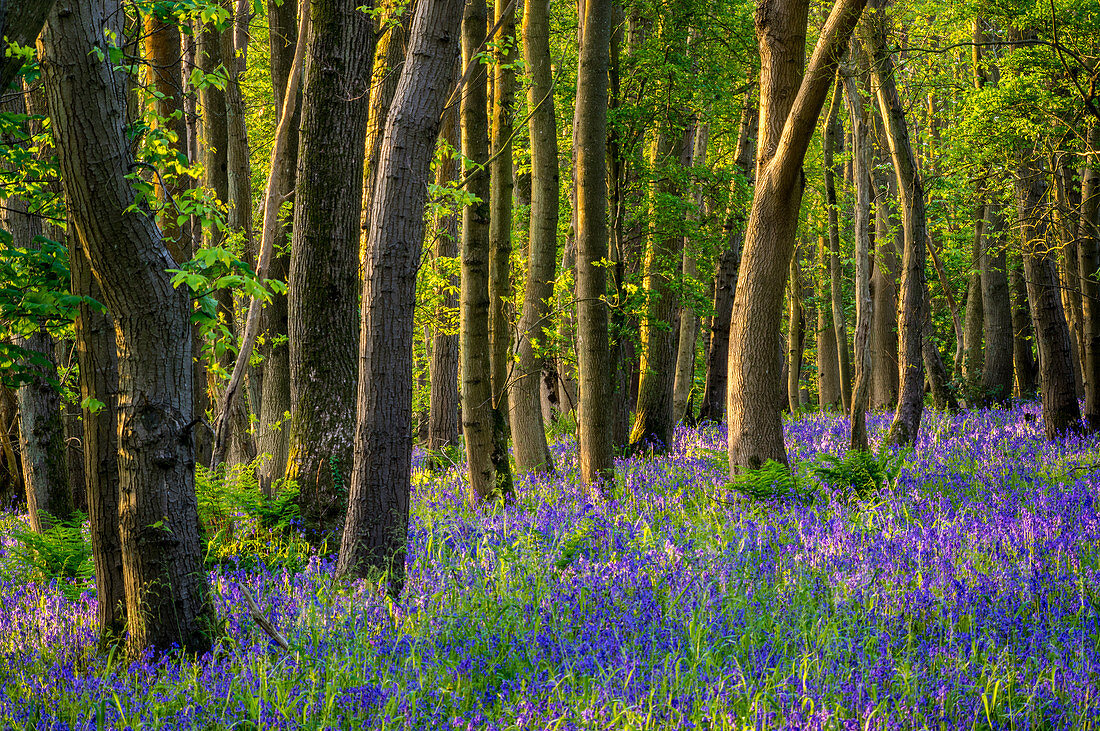 Bluebells, High Littleton Woods, Somerset, England, Großbritannien, Europa