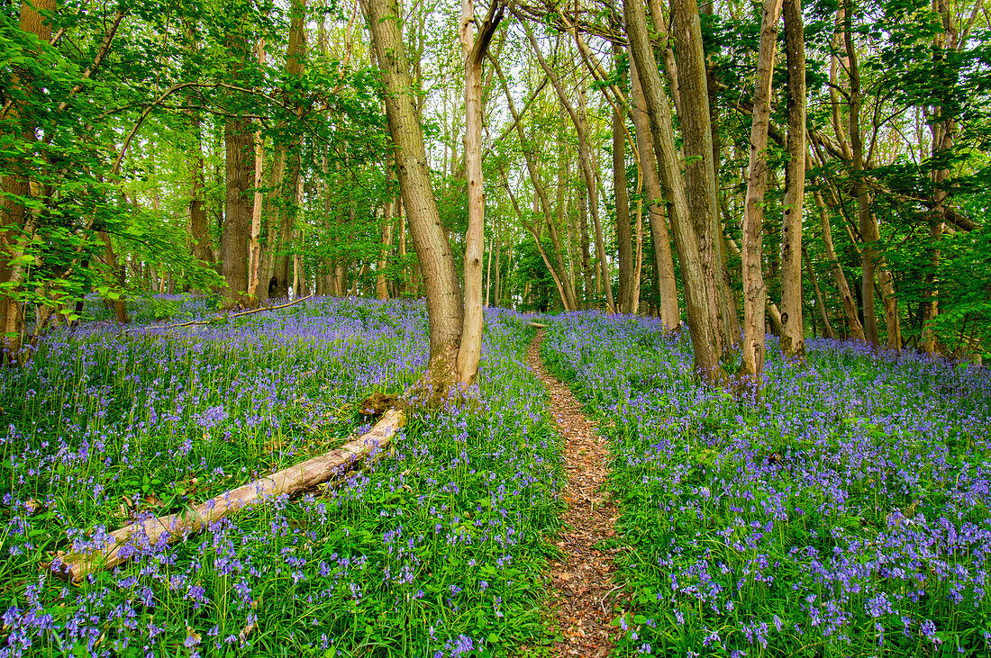 Bluebells, High Littleton Woods, Somerset, England, Großbritannien, Europa