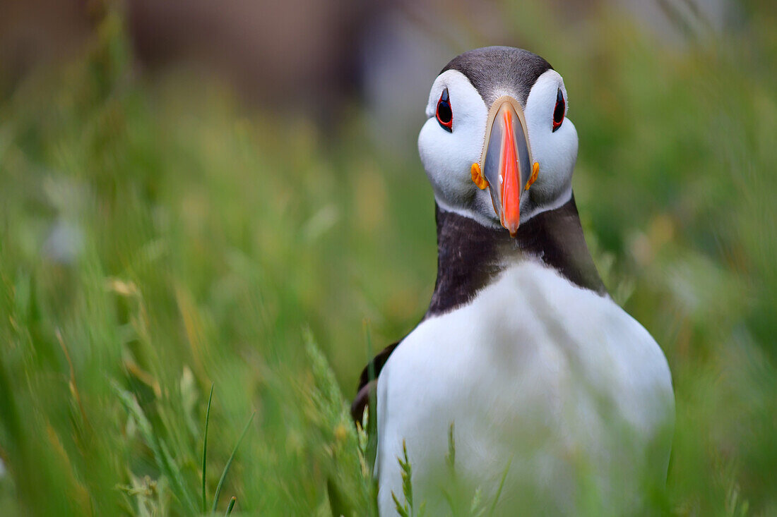 Atlantic puffin, The Farne Islands, Northumberland, England, United Kingdom, Europe