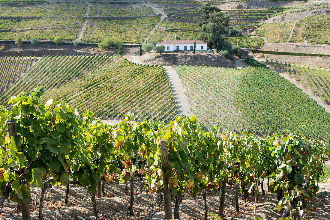 Traubenreben reifen in der Sonne an einem Weinberg im Alto Douro, Portugal, Europa