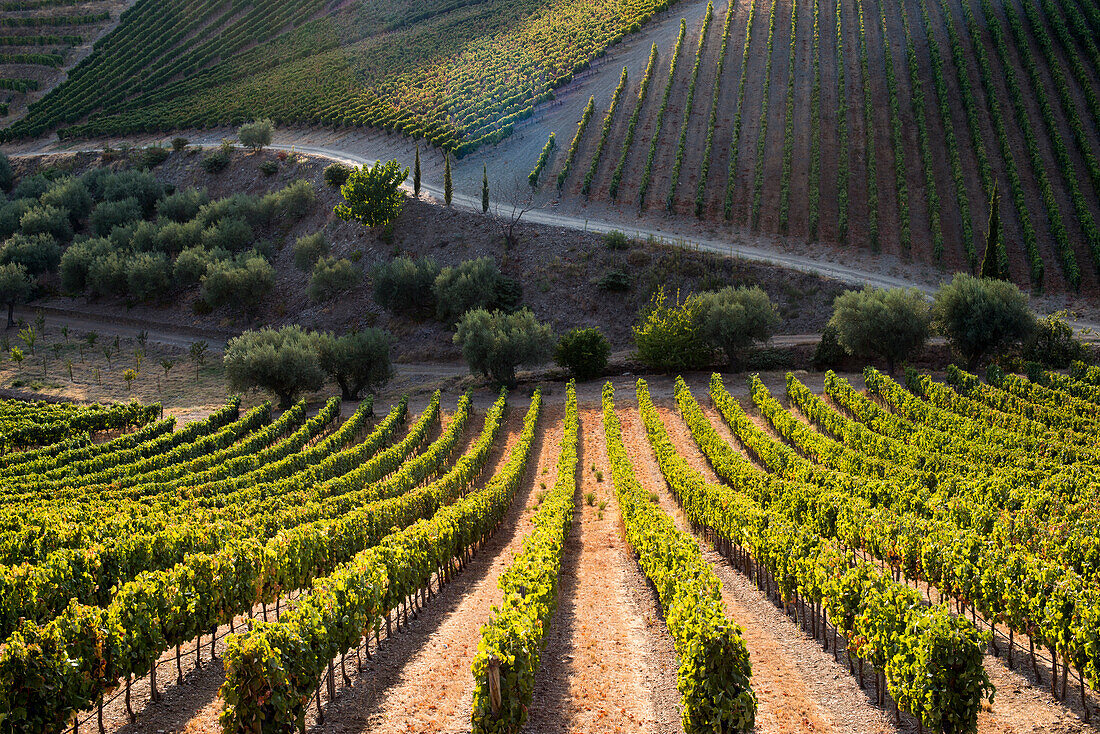 Zeilen der Rebsorten reifen in der Sonne an einem Weinberg in der Alto Douro Region, Portugal, Europa