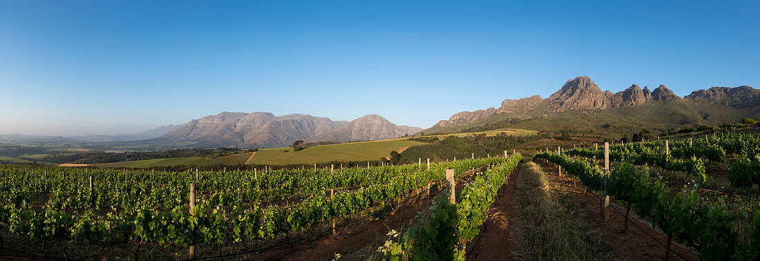 Weinberge in der Nähe von Stellenbosch im Westkap, Südafrika, Afrika