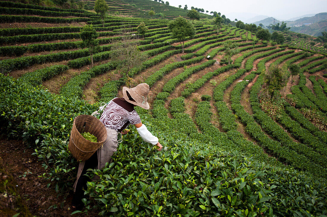 A woman collects tea leaves on a Puer tea estate in Yunnan Province, China, Asia