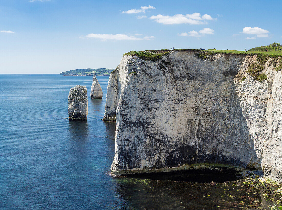 Die Chalk-Klippen von Ballard Down mit dem Pinnacles Stack und Stumpf in Swanage Bay, in der Nähe von Handfast Point, Isle of Purbeck, Jurassic Coast, UNESCO Weltkulturerbe, Dorset, England, Großbritannien, Europa