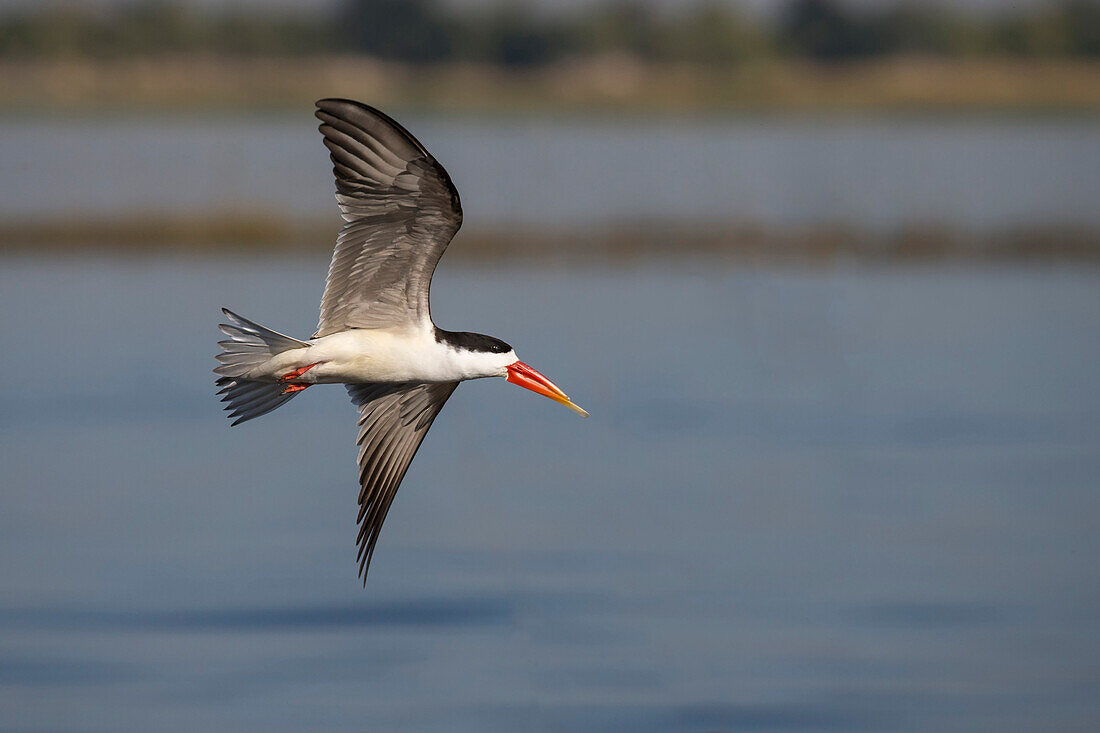 Afrikanischer Skimmer (Rhynchops flavirostris), Chobe River, Botswana, Afrika