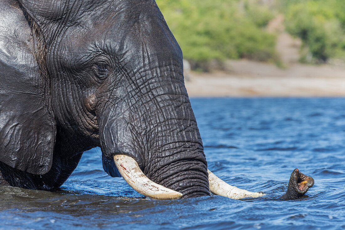 Afrikanischer Elefant (Loxodonta africana) überqueren Fluss, Chobe River, Botsuana, Afrika