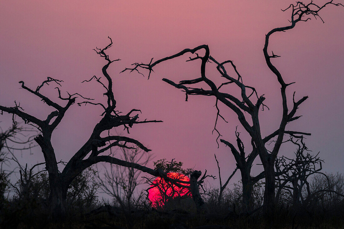 Sonnenuntergang, Chobe Nationalpark, Botswana, Afrika