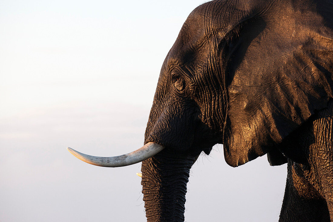 Afrikanischer Elefant (Loxodonta africana), Chobe Nationalpark, Botswana, Afrika