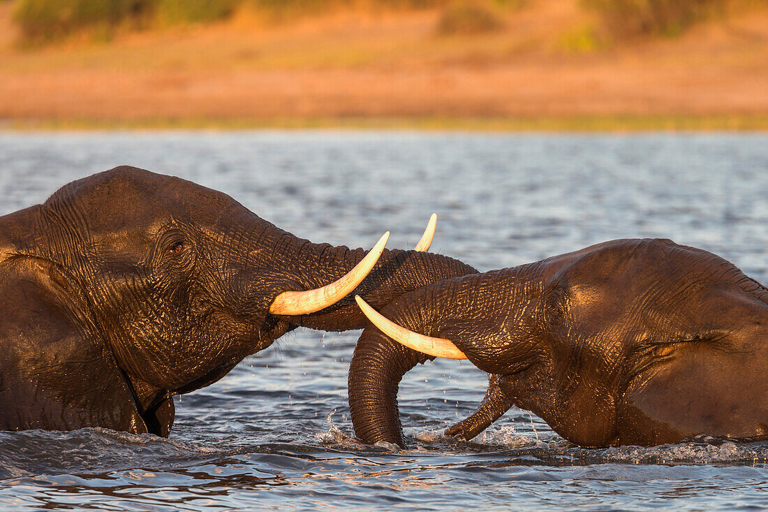 Afrikanischer Elefant (Loxodonta africana) Spielkampf, Chobe River, Botswana, Afrika