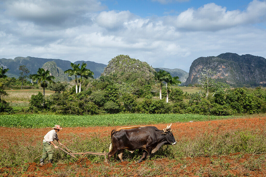 Landwirt, der auf dem Feld im Vinales-Tal arbeitet, UNESCO-Weltkulturerbe, Pinar del Rio, Kuba, Westindische Inseln, Karibik, Mittelamerika