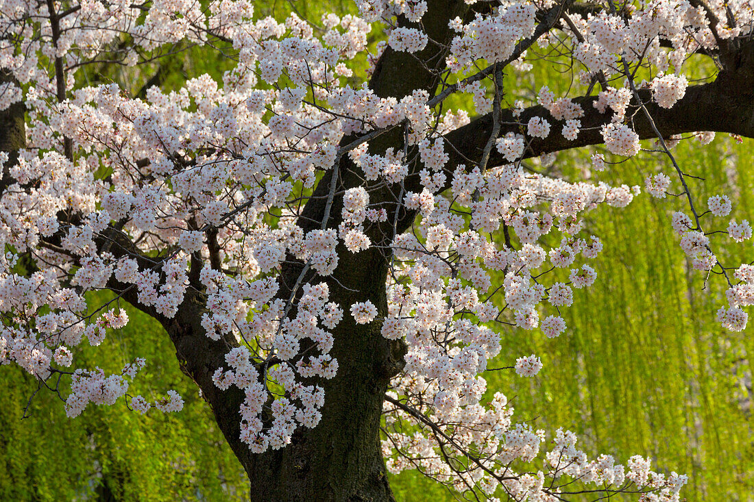 Schöne Kirschblüte und Weide im Ueno Park, Tokio, Japan, Asien