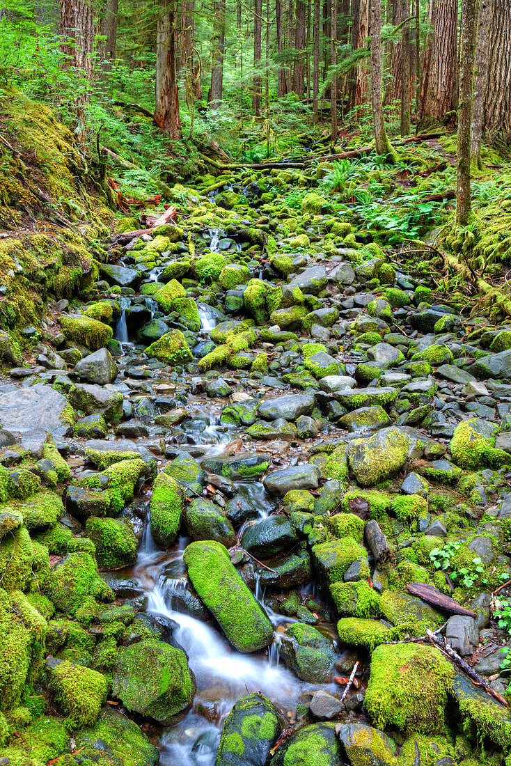 Rain Forest with small creek, Olympic National Park, UNESCO World Heritage Site, Washington, United States of America, North America