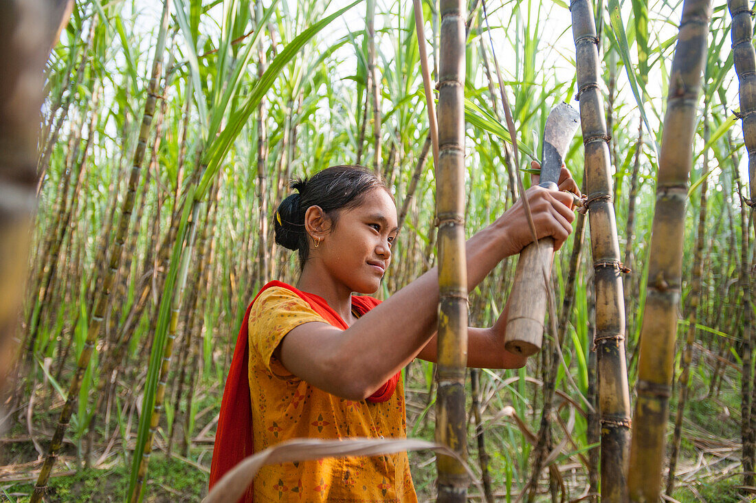 A girl harvests sugarcane in the Rangamati District, Chittagong Hill Tracts, Bangladesh, Asia