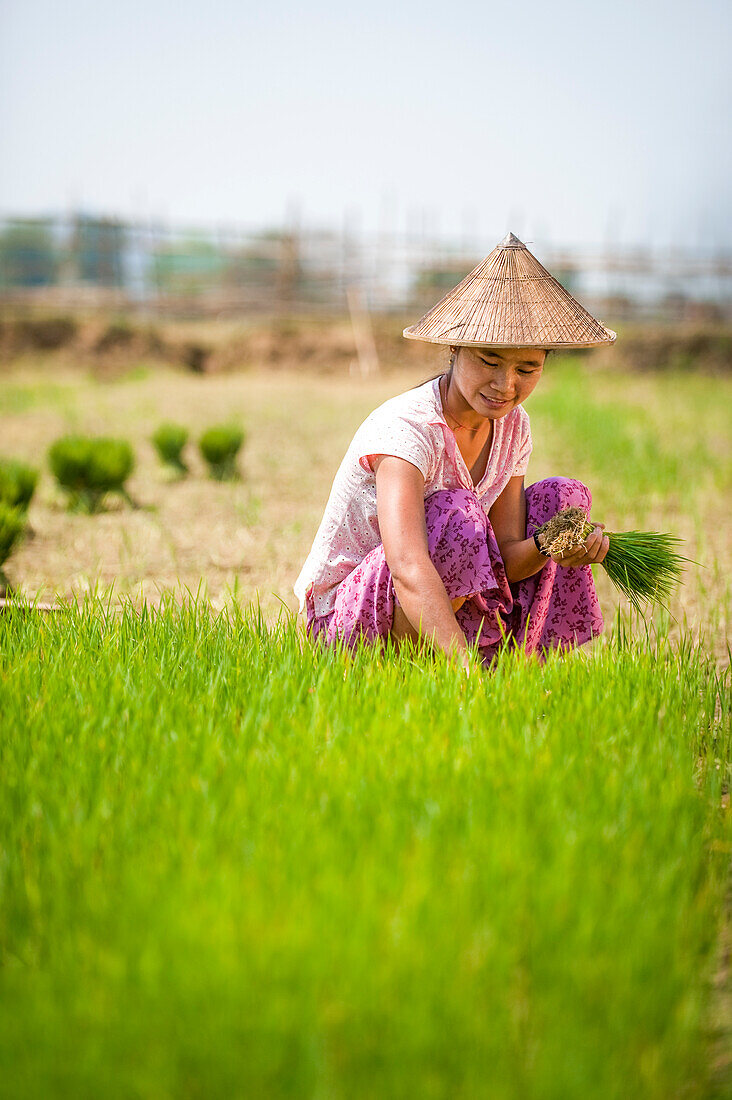 Eine Frau erntet den jungen Reis in Bündel, die mit weiteren Felsblättern wieder beabstandet werden, um den Reis zu wachsen, Kachin State, Myanmar (Burma), Asien