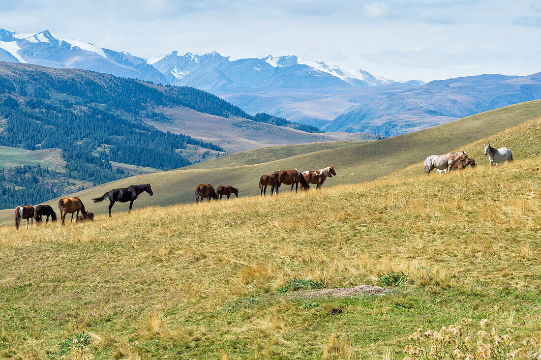 Pferde, Ile-Alatau Nationalpark, Tien Shan Berge, Assy Plateau, Almaty, Kasachstan, Zentralasien, Asien