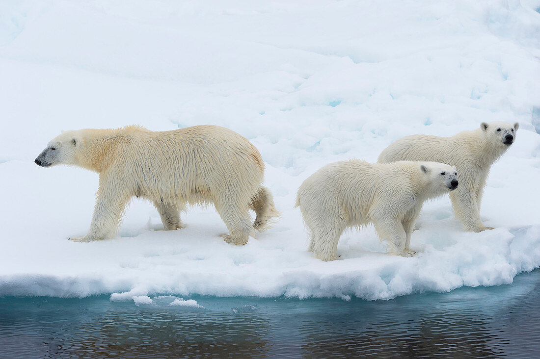 Mother polar bear (Ursus maritimus) with two cubs on the edge of a melting ice floe, Spitsbergen Island, Svalbard archipelago, Arctic, Norway, Scandinavia, Europe