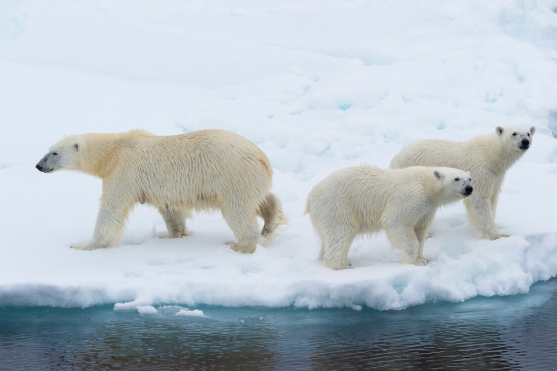 Mutter-Eisbär (Ursus maritimus) mit zwei Jungen am Rande einer schmelzenden Eisscholle, Spitzbergen-Insel, Svalbard-Archipel, Arktis, Norwegen, Skandinavien, Europa