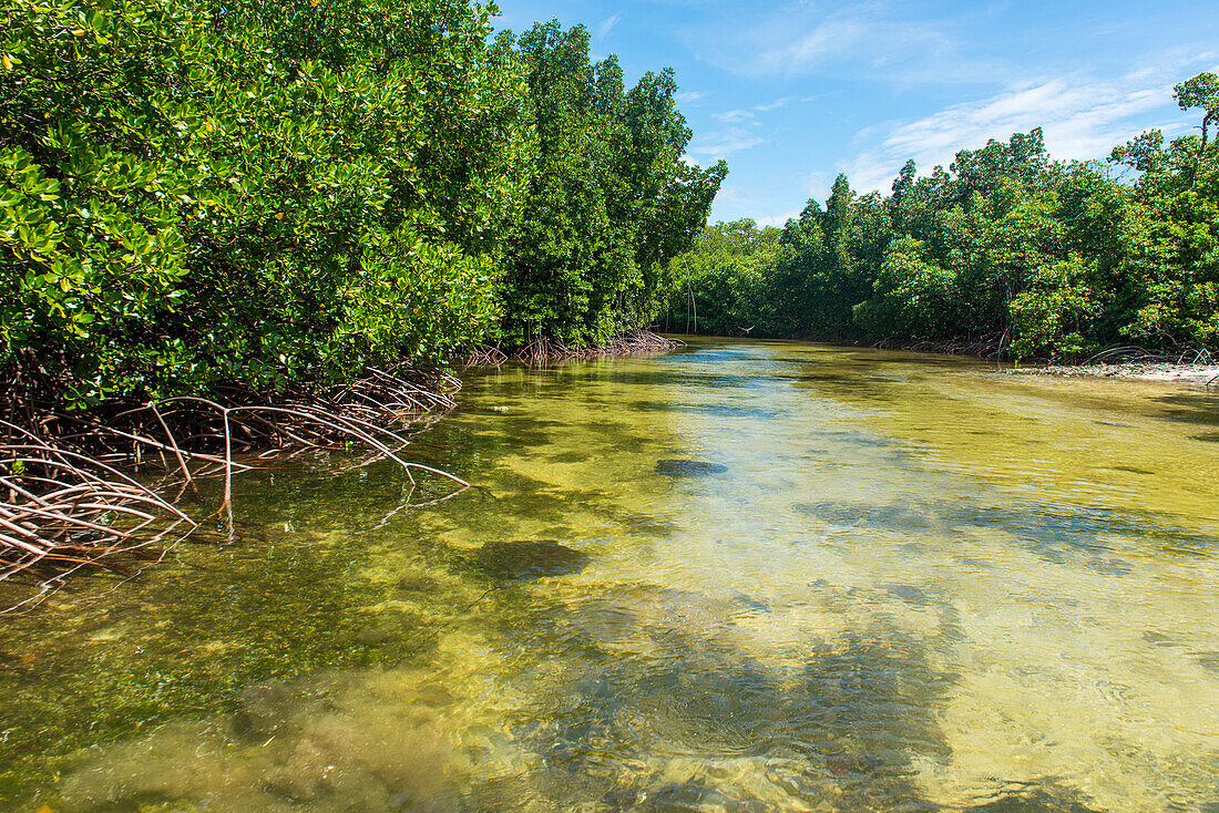 Stingray Schwimmen im kristallklaren Wasser in der Utauer Lagune, UNESCO Biosphärenreservat, Kosrae, Föderierte Staaten von Mikronesien, Südpazifik