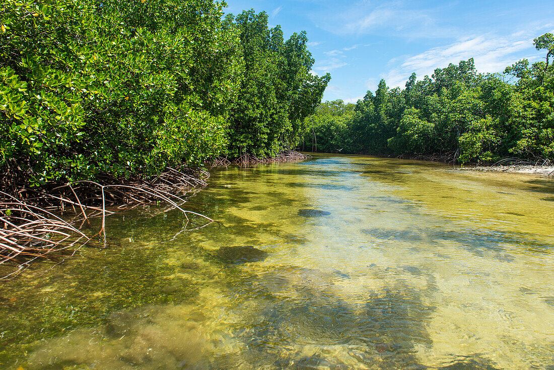 Stingray swimming in the crystal clear water in the Utwe lagoon, UNESCO Biosphere Reserve, Kosrae, Federated States of Micronesia, South Pacific