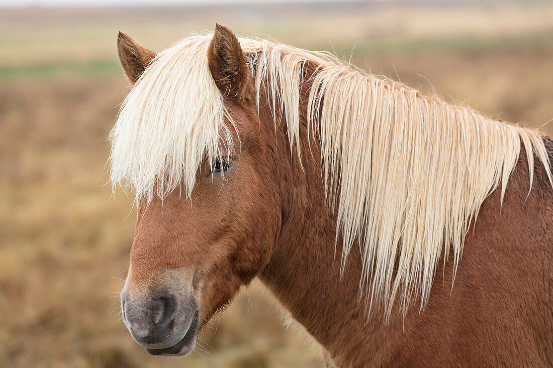 Isländisches Pferd, Halbinsel Snaefellsnes, Island, Polarregionen