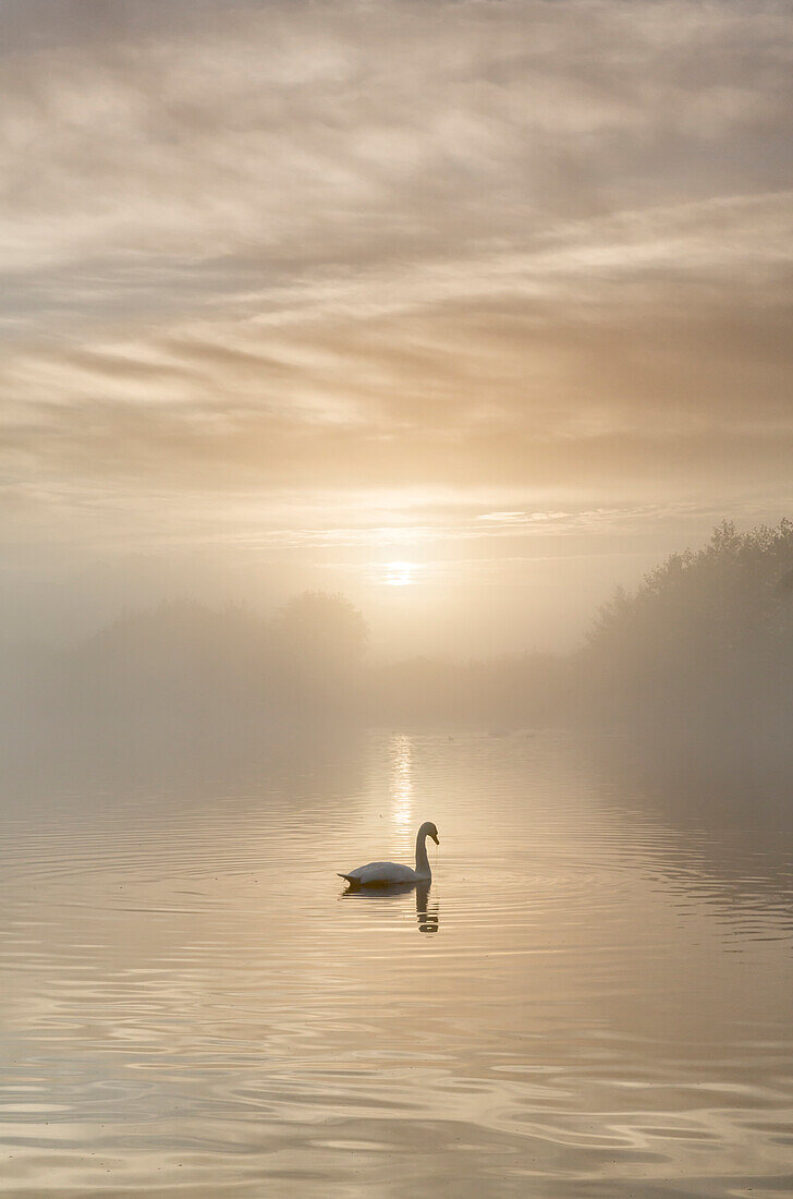 Schwan auf nebligen See bei Sonnenaufgang, Clumber Park, Nottinghamshire, England, Großbritannien, Europa