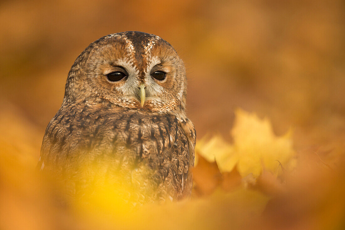 Tawny owl (Strix aluco), among autumn foliage, United Kingdom, Europe