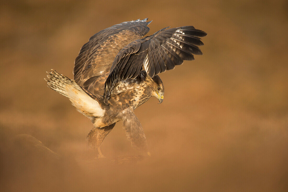 Gemeiner Bussard (Buteo buteo), flatternde Flügel auf dem Boden, Großbritannien, Europa