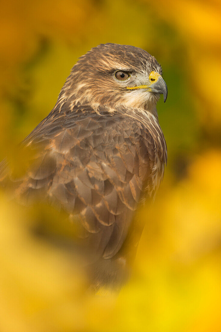 Gemeinsamer Bussard (Buteo buteo), unter den Herbstlaub, Großbritannien, Europa