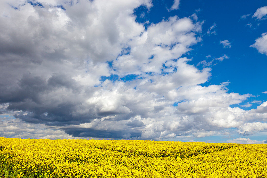 Rape field, Rapeseed (Brassica napus), Perthshire, Scotland, United Kingdom, Europe