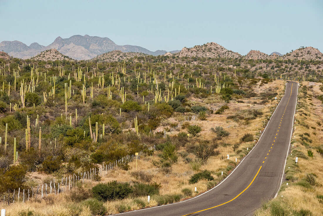 Cardon cacti by main road down Baja California, near Loreto, Mexico, North America