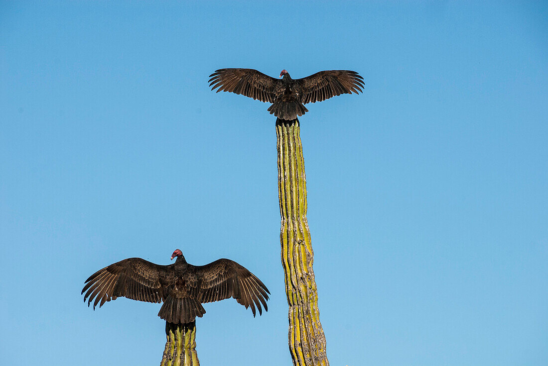 Turkey vultures on Cardon cacti, morning warm-up, San Ignacio, Baja California, Mexico, North America