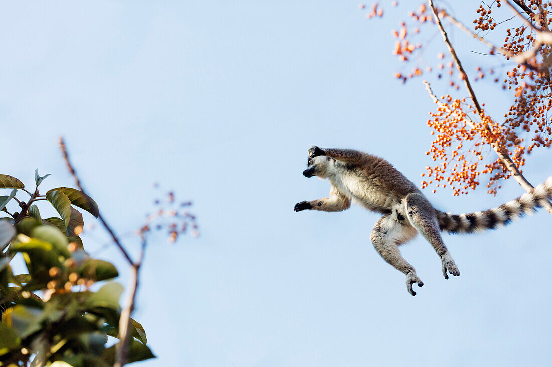 Ring tailed lemurs (Lemur catta) jumping in the trees, Anja Reserve, Ambalavao, central area, Madagascar, Africa