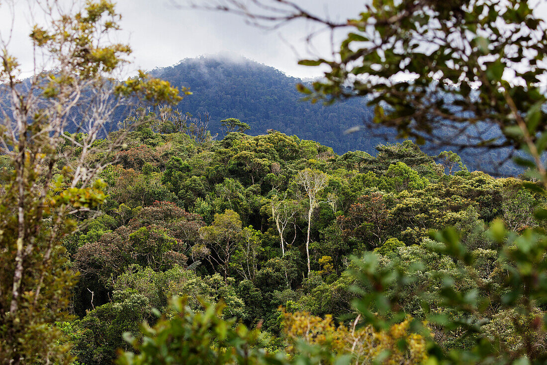 Ranomafana National Park, central area, Madagascar, Africa