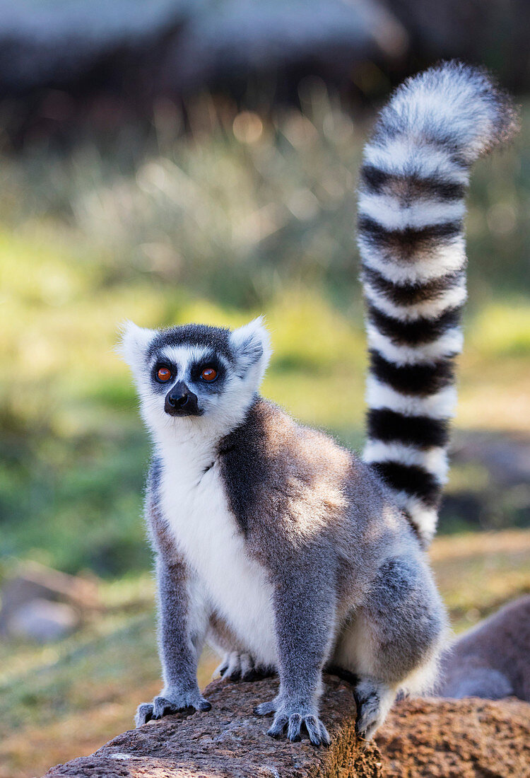 Ring Tailed Lemurs (Lemur Catta), Anja Reserve, Ambalavao, Zentraler Bereich, Madagaskar, Afrika