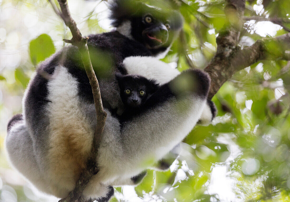 Heulen Indri lemur (Indri indri), Analamazaotra Spezialreservat, Andasibe, Zentralgebiet, Madagaskar, Afrika