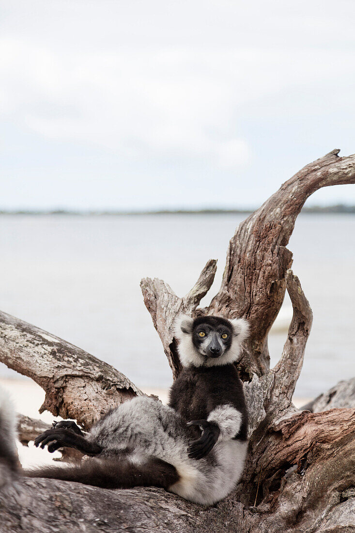 Schwarz-Weiß-Rüsche Lemur (Varecia variegata), See Ampitabe, Pangalanes Seen, Tamatave, Madagaskar, Afrika