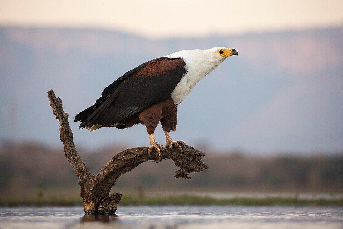 Afrikanischer Fischadler (Haliaeetus vocifer), Zimanga Privatspielreservat, KwaZulu-Natal, Südafrika, Afrika