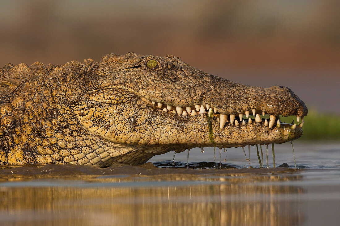Nile crocodile (Crocodylus niloticus), Zimanga private game reserve, KwaZulu-Natal, South Africa, Africa