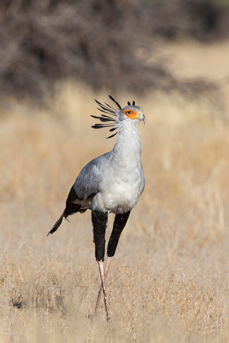 Secretarybird (Sagittarius serpentarius), Kgalagadi Transfrontier Park, South Africa, Africa