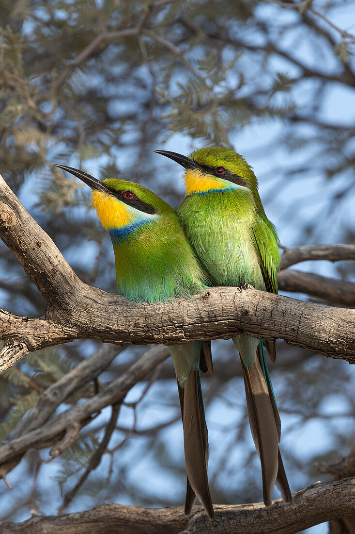 Swallowtailed bee-eater (Merops hirundineus), Kgalagadi Transfrontier Park, South Africa, Africa